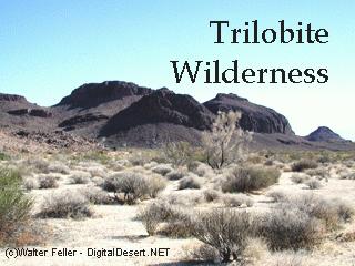 Trilobite Wilderness picture