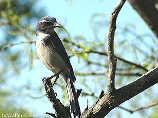 California Jay