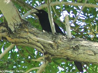 picture of Great-tailed Grackle