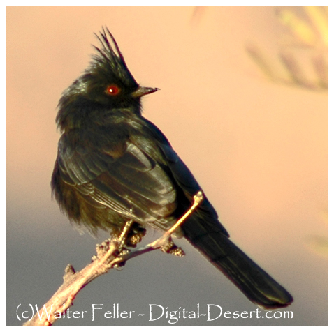 desert birds