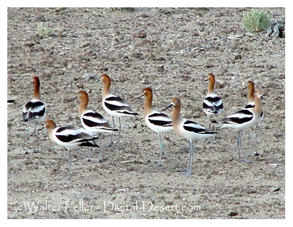 Birds; American avocet