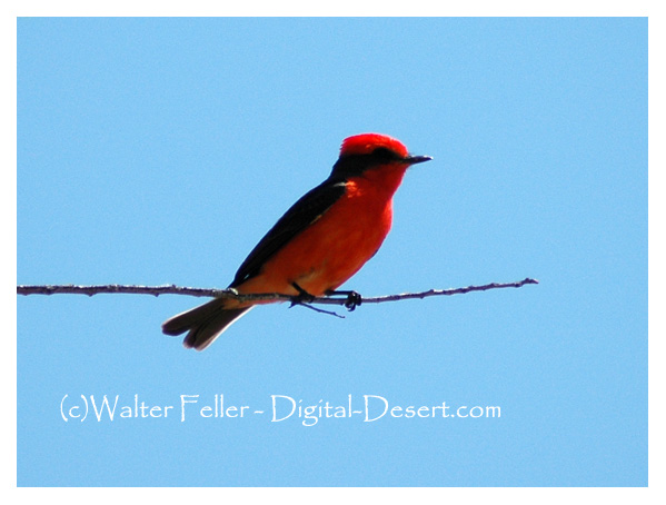 vermillion flycatcher - Mojave Desert birds