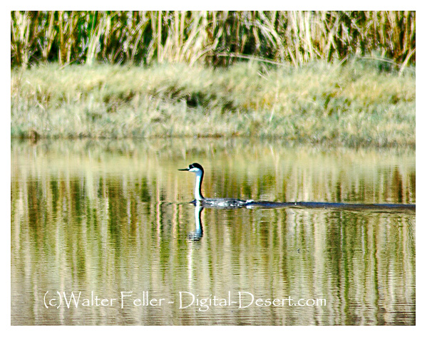Photo of western grebe,Saratoga Springs, Death Valley