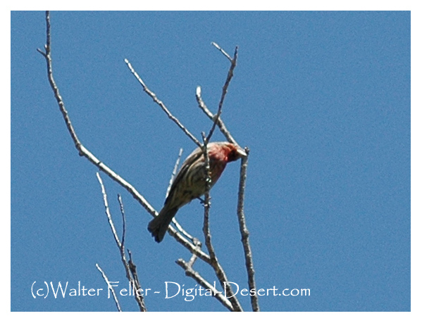 Western Tanager Birds Wildlife In The Mojave Desert