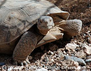 Herbivores - Desert Wildlife