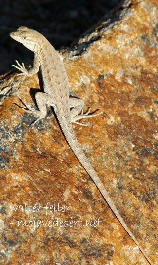 Common side-blotch lizard, Mojave Desert wildlife