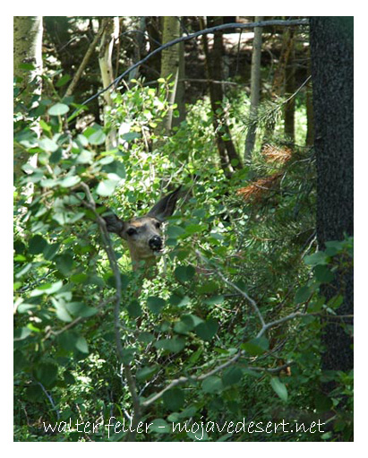 Desert Mule Deer Diet