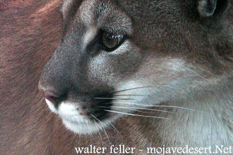 Mountain Lion - Desert Wildlife