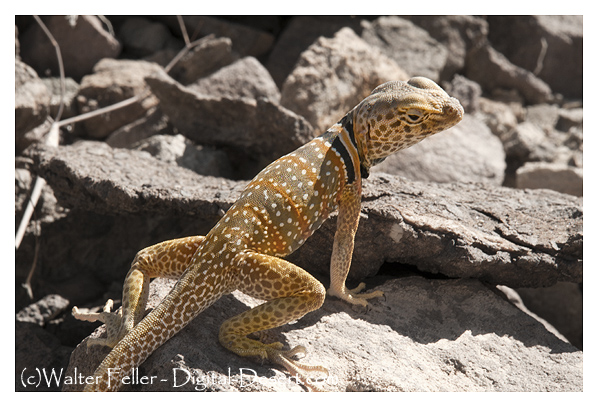 Collared lizard, Mojave Desert Wildlife