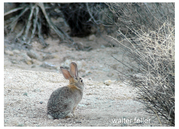 mojave desert fauna