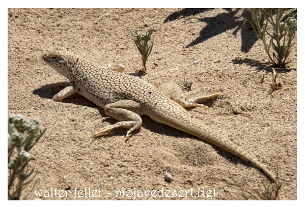 Mojave fringe-toed lizard