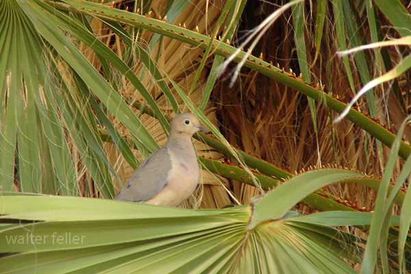 photo of mourning dove