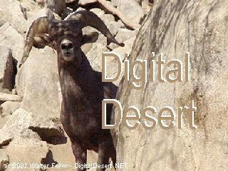 wildlife - 