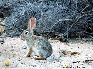 Cottontail rabbit picture