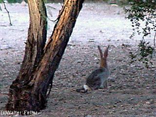 Cottontail rabbit picture
