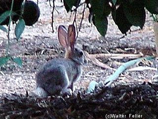 Cottontail rabbit picture