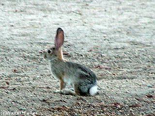 Cottontail rabbit picture