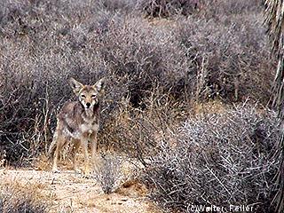 Coyote picture