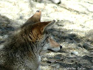 Coyote picture