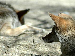 Coyote picture