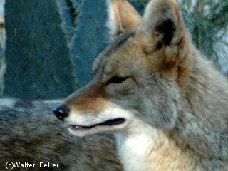 Coyote picture