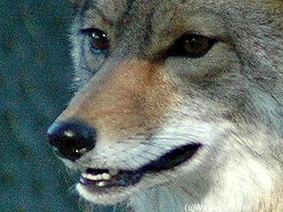 Coyote picture