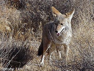 Coyote picture