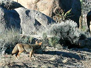 Coyote picture