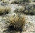 photo of goleta grass the bottom of the desert food chain