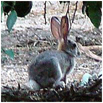 photo of rabbit the consumer in the desert food chain