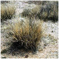 photo of goleta grass the bottom of the desert food chain