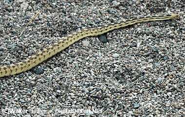 gopher snake photo
