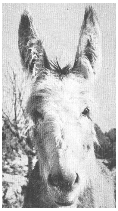 Jaeger photo of burro from Desert Magazine