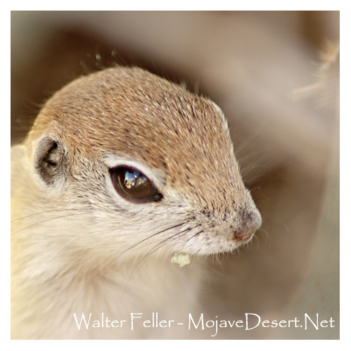 photo of round-tailed ground squirrel in Joshua Tree National Park