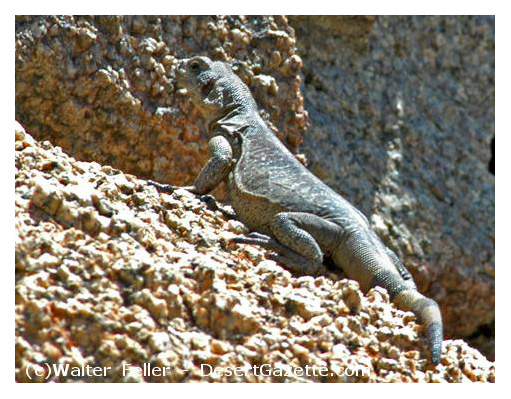 photo of a chuckwalla in Joshua Tree National Park