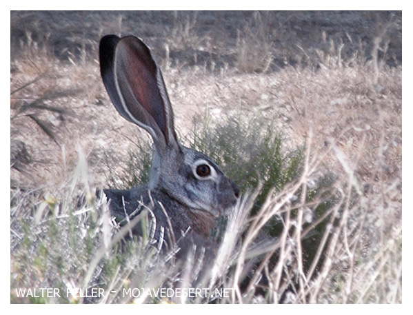 a jackrabbit listens for the slightest sound