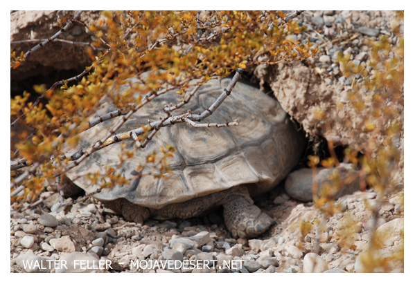 desert tortoise enters burrow