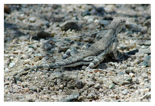 Zebra-tailed lizard