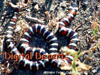 wildlife - 