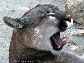 Mountain Lion picture