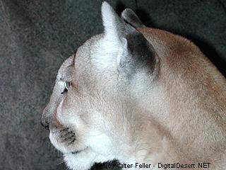 Mountain Lion picture