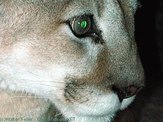 Mountain Lion picture