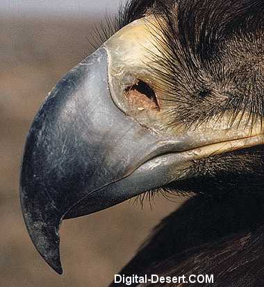 golden eagle head. Hooked beak of Golden Eagle