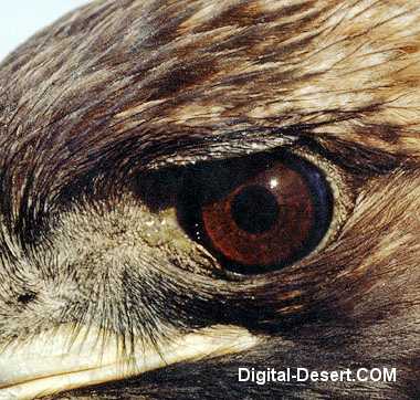 golden eagle in flight. Female Golden Eagle - BLM