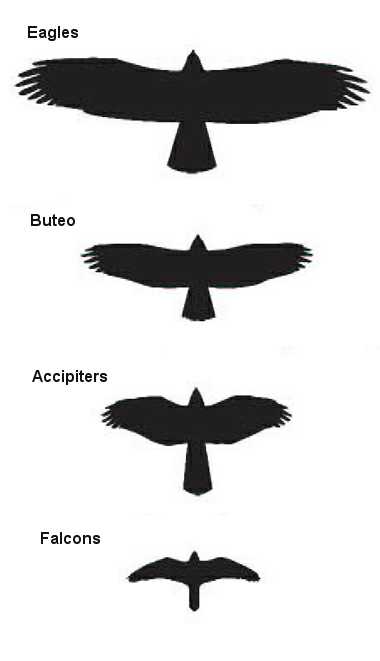 Raptor Bird Size Chart