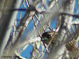 Red-tailed Hawk picture