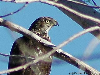Red-tailed Hawk picture