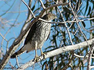 Red-tailed Hawk picture