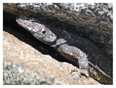 desert reptiles