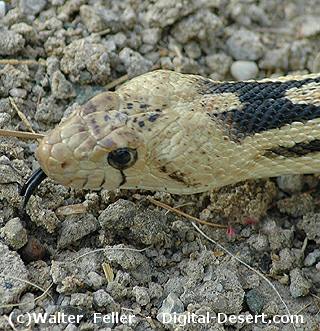 Red Racer Snake Animal Facts  Masticophis flagellum piceus - A-Z